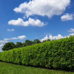 Acondicionamiento de parcelas (prueba)