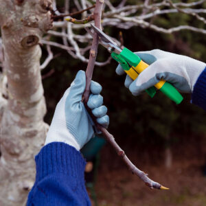 Servicios de poda (prueba)